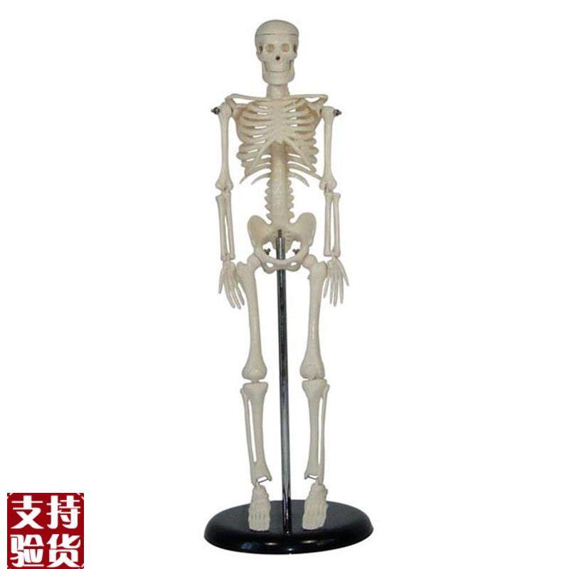 人体儿童骨骼模型(42cum)小学科学教具拼装生物仪器教学仪器