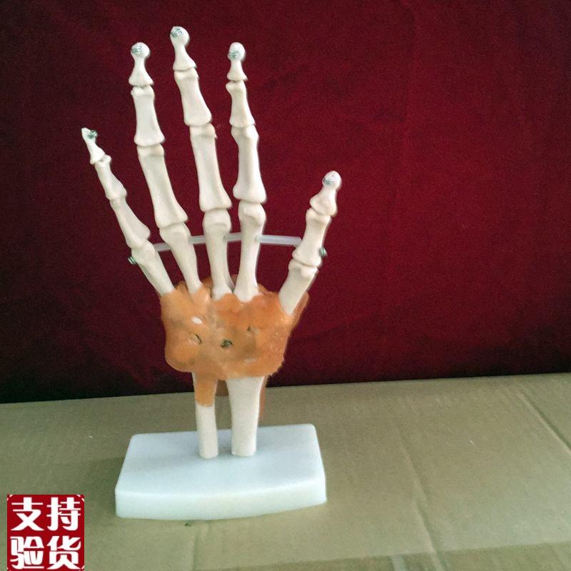 教学仿真自然大手骨模型手指骨骼标本手掌带韧带Q模型1:1手骨关节