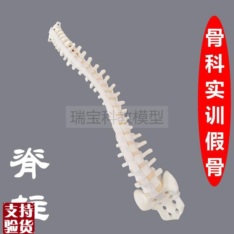 人体脊椎模型仿真骨外科手术练习用假骨颈L椎胸椎腰椎神经韧带小