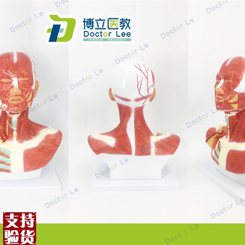 头颈部肌肉解剖模型头部神经血管模型胸部肌肉人Y体肌肉模型