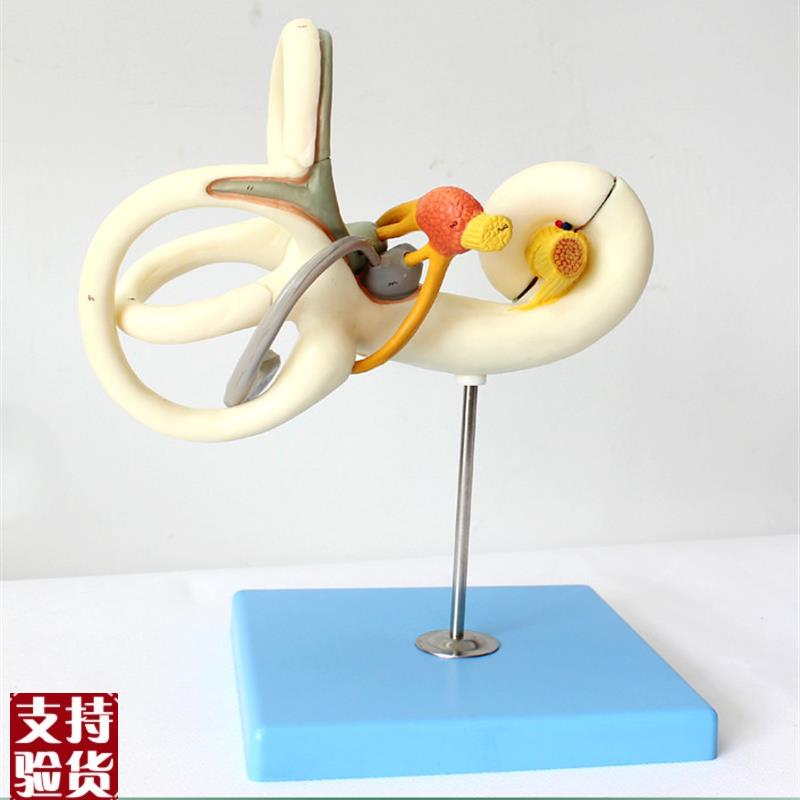 ENOVO颐诺人体内耳迷路半规管放大模型听觉系统耳U鼻喉科五官神经