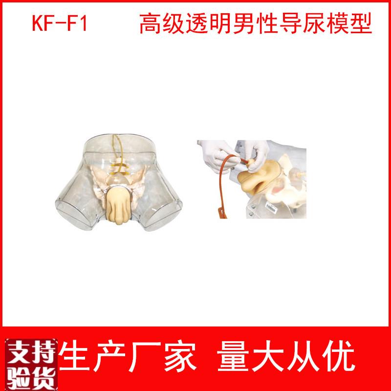 高级透明男d性导尿女性导尿模型透明导尿练习模型透明导尿示教模