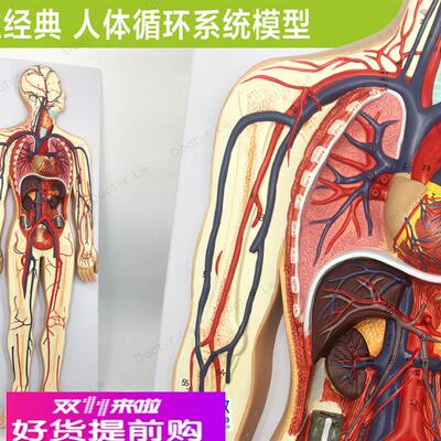 专业教学人体血液循环系统模型体肺循环心血管介入心脏解剖模型