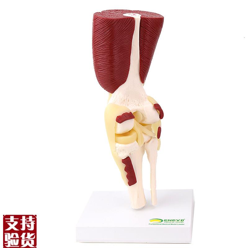 ENOVO颐诺人体膝关节s肌肉群模型膝关节模型滑车关节半月板交叉