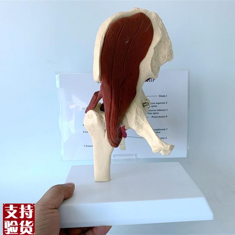 人体髋关节肌肉韧带功能模型盆骨运动肌肉解剖骨骼X骨架骷髅教具