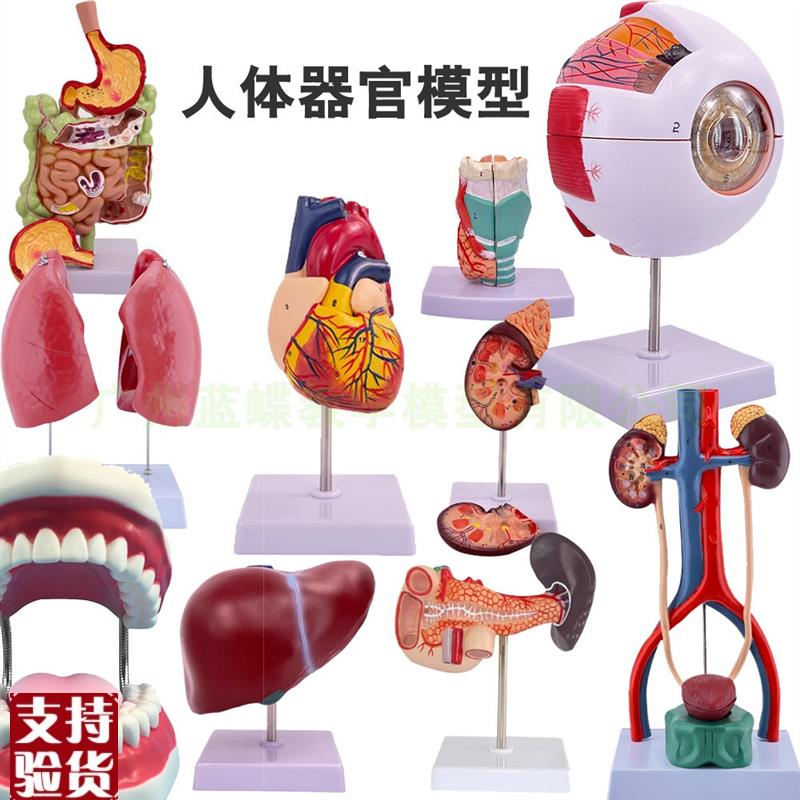 人体器官模型五脏六腑人体八大系统结构造示教学V初生生物学生用