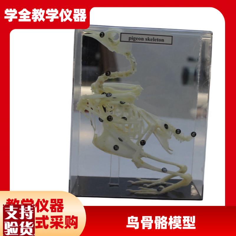 中英文版鸽骨骼结构鸟兽骨w骼结构模型教学教具厂家中学教学仪器