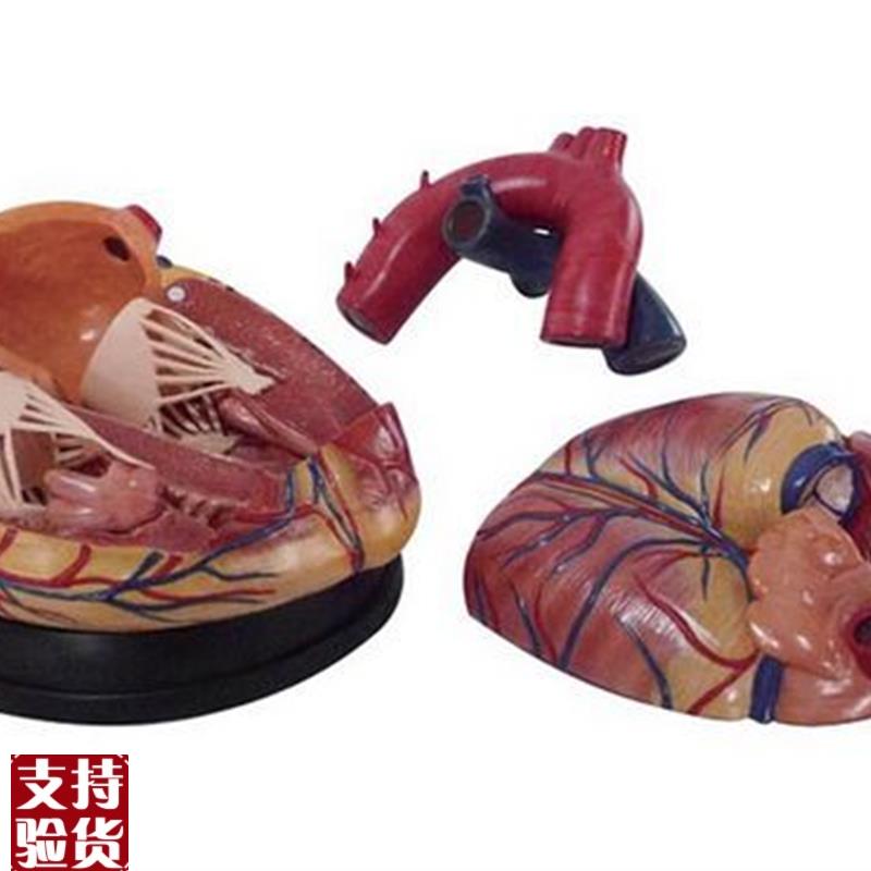 新型大心b脏模型心脏解剖放大模型人体内脏模型医用教学模具
