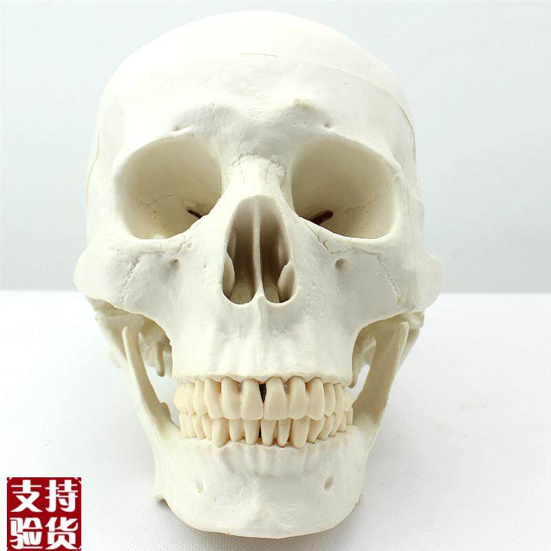 颐诺正品医用艺用美术人体头骨模型亚洲头颅骨解剖Y模型骨骼标本