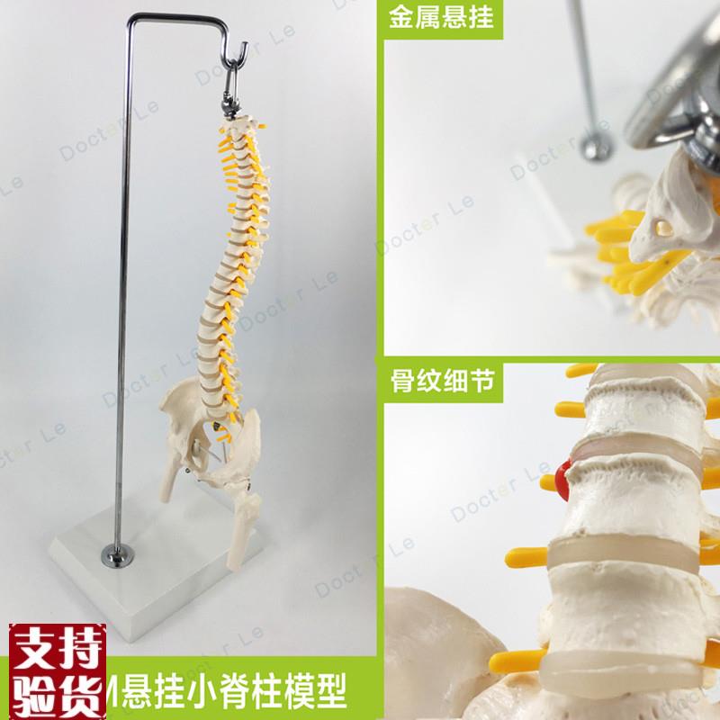 教学45CM迷你人体小脊柱带y骨盆股骨模型带神经骨架脊柱脊椎模型