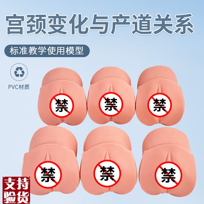 产前宫颈变化与产道关系模型A妇科检查计划生育医学示教模型