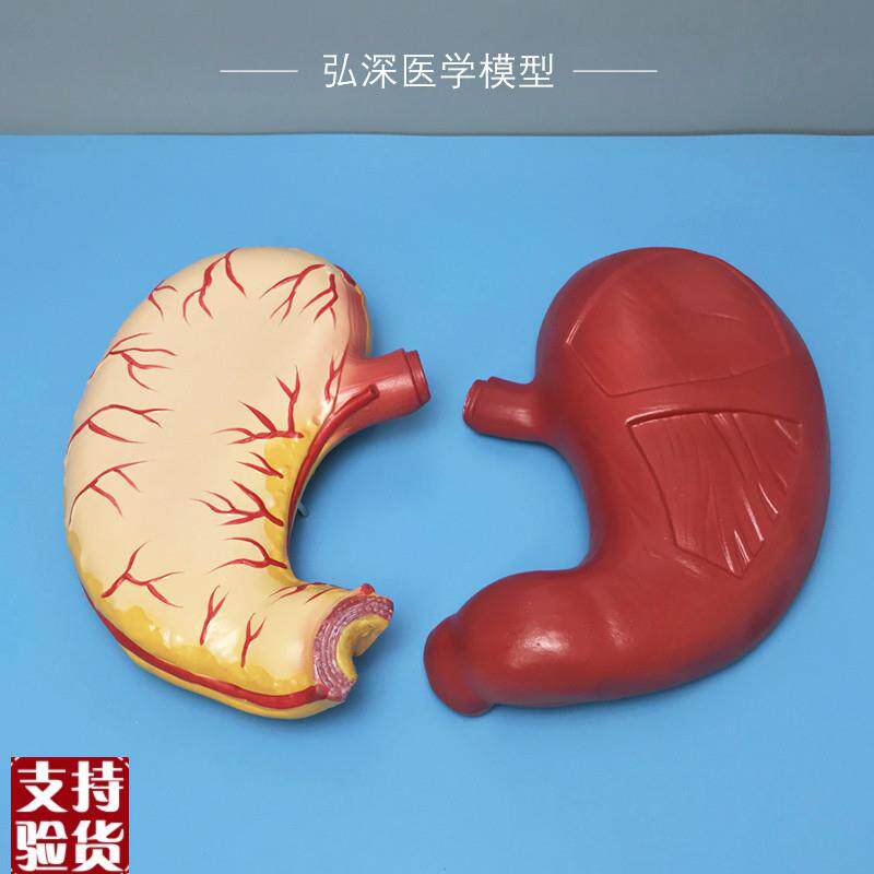 人体胃解剖模型2倍放大胃壁胃肠道消化系统中学生物X医学教学道具