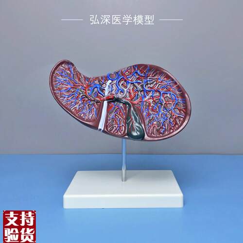 肝解剖模型2倍放大肝胆血管内脏器D官人体消化系统结构胆囊医教学