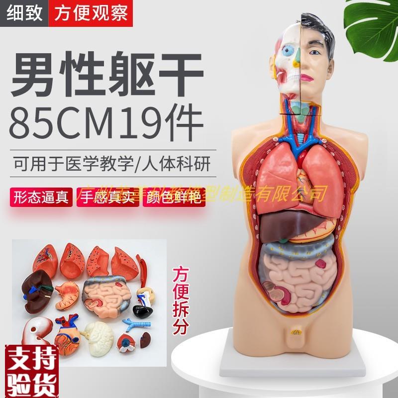 85cm人体e男性躯干模型19件内脏器官肌肉解剖心脏肝脾肺肾医学教