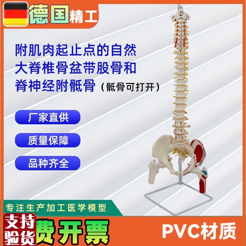 附肌肉起止点的自然大脊椎骨盆带股骨和脊神N经附骶骨可打开的模