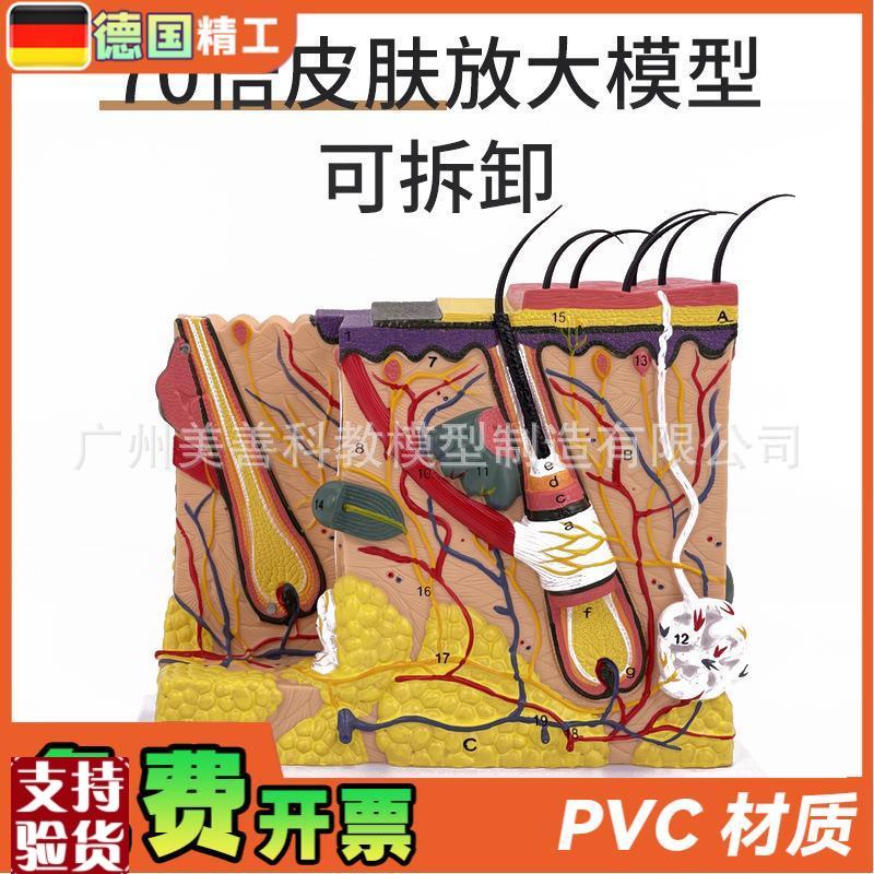 立体皮肤c组织结构放大模型层次人体构造分层解剖模具美容整形毛