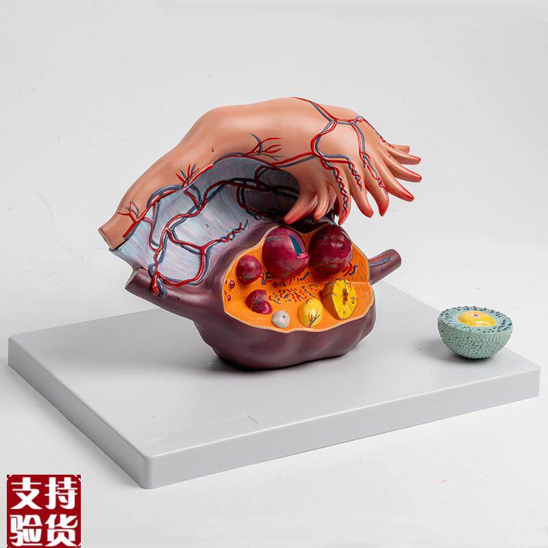 卵巢放大模型输卵管伞黄体白体妇科生H殖卵巢韧带卵泡内分泌腺体