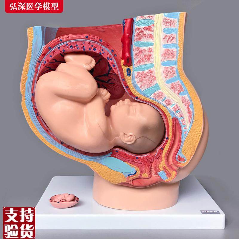 女性生殖系统f模型人体矢状解剖盆腔腹部结构怀孕妇产科示教学胎
