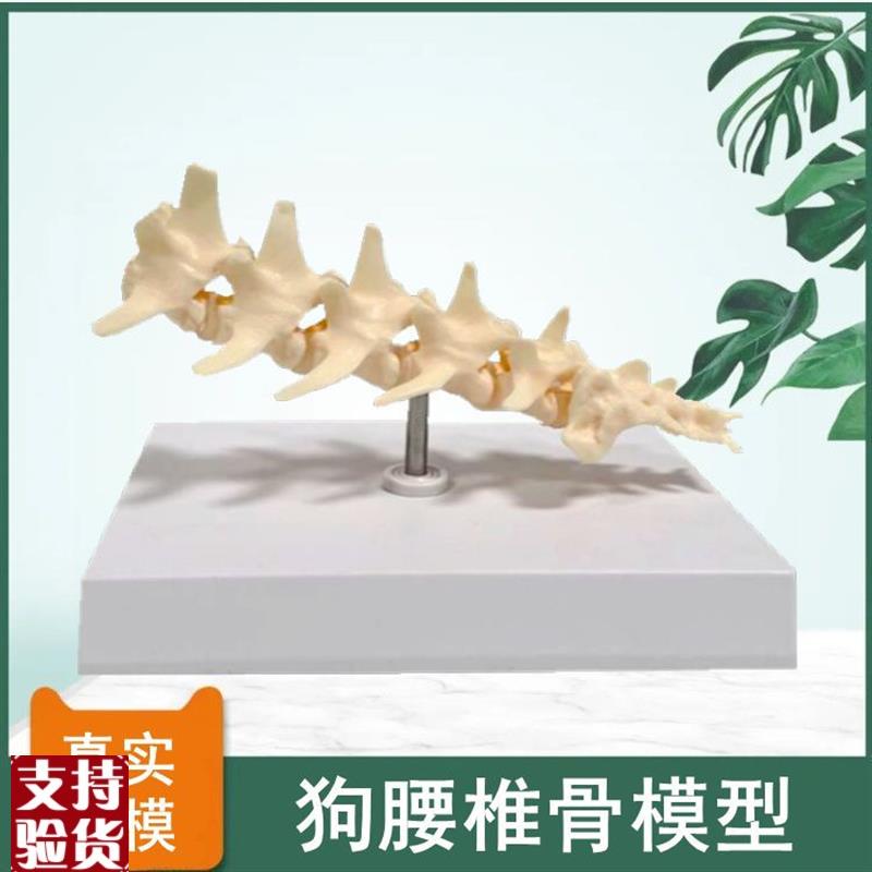 犬腰椎模型仿真狗骨骼塑胶骨头骨B盆髋关节肩关节肘关节兽医药宠