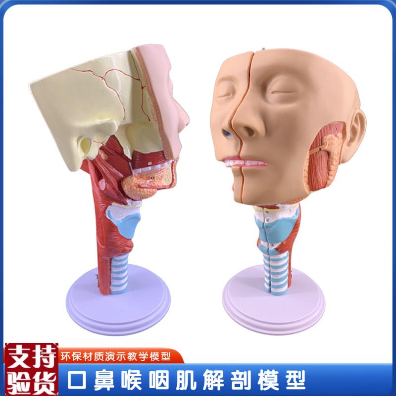 政河咽模型喉解剖模型咽喉模型口鼻子鼻腔模R型舌肌解剖头模型