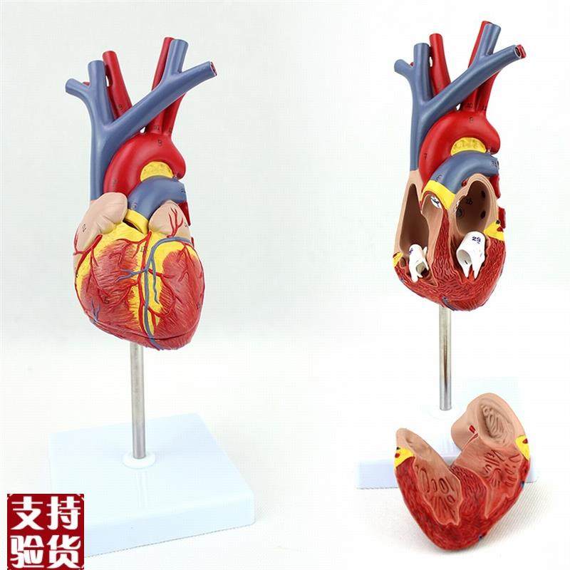 ENOVO颐诺人体心脏模型医学心血管F内科心脏介入解剖教学冠状动脉,文具电教/文化用品/商务用品,教学标本/模型,淘宝优惠券,粉丝福利购,淘宝优惠卷