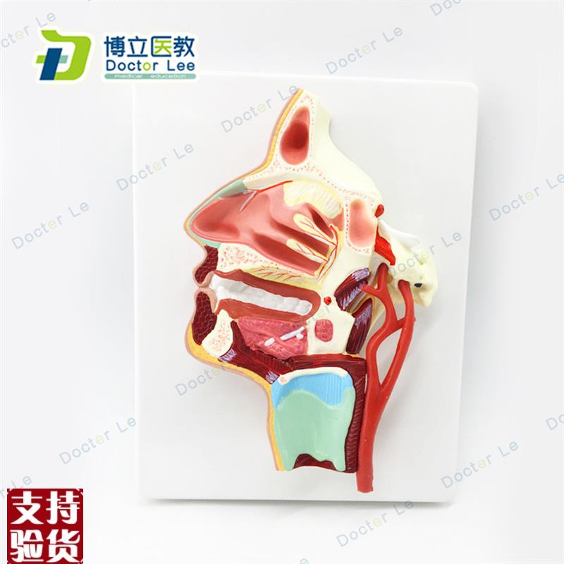 医用口鼻咽喉内侧r面血管神经模型头面部鼻腔模型