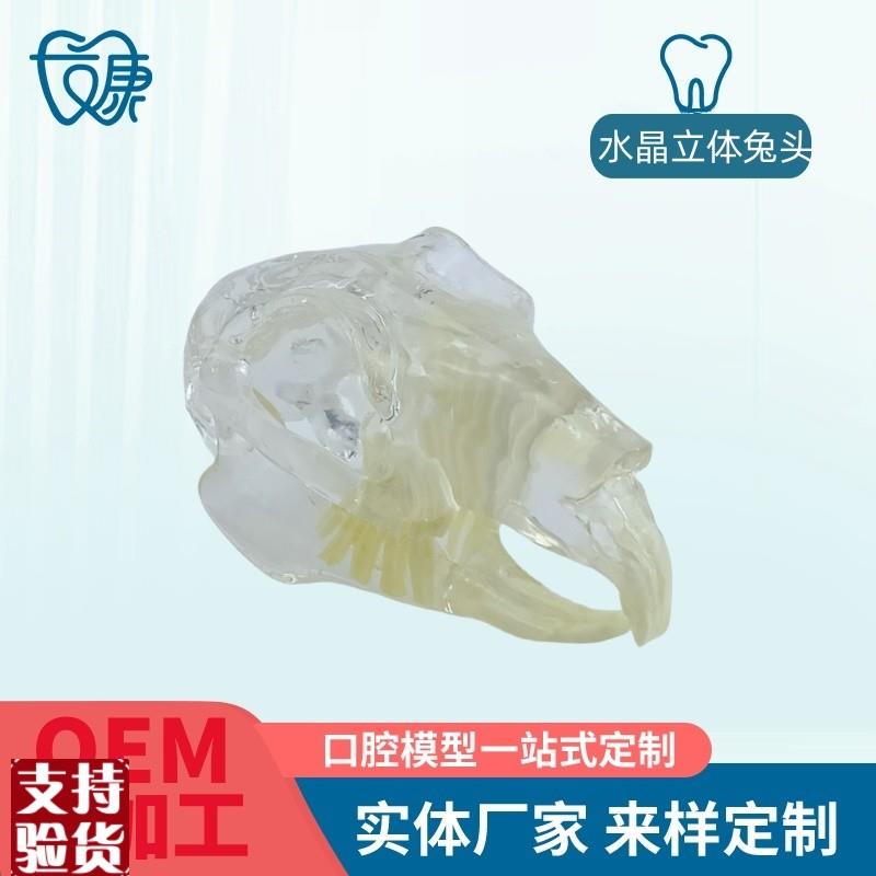 宠物牙齿模型透明狗牙猫牙口腔犬牙教学演M示动物倒模具猫兽医包
