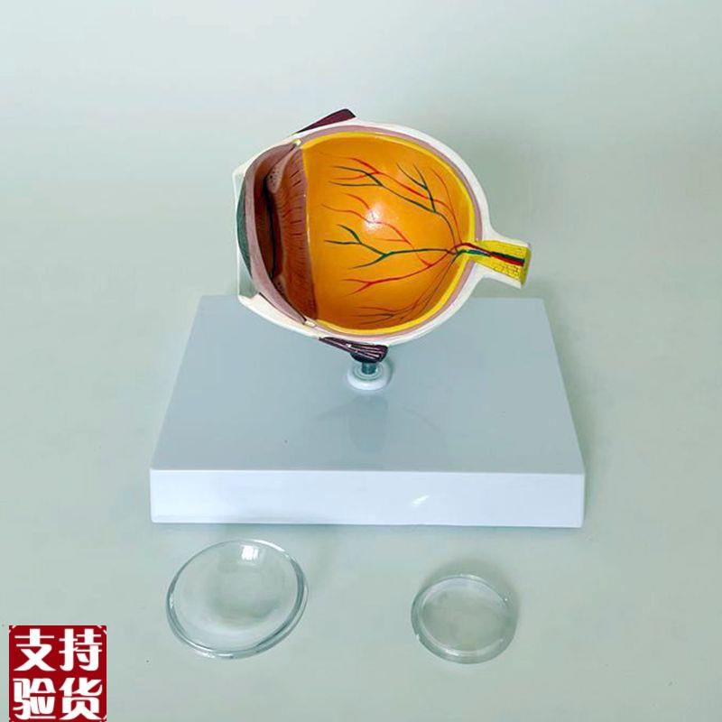 康泰模型右眼解i剖视网膜眼底血管神经晶状体角膜虹膜视力眼科医