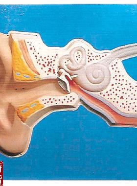 声听觉调解模型(声控)A1720V6/解剖模型