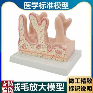 肠绒毛模型消化道结构小肠内壁黏膜H肠壁放大医用解剖教学组织