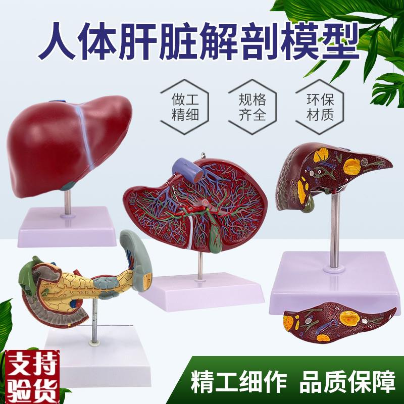 医学仿真人体肝脏解剖模型肝x门胆囊胆管结构消化系统器官演示教