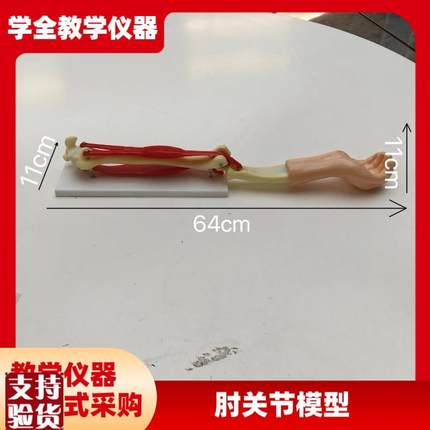 供应SM-SB2-S-300手臂活动模型组装材料小型手臂肌V肉运动系统模