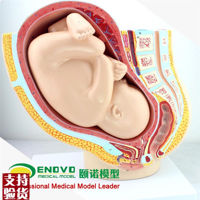 ENOVO颐诺人体女性妊娠足月胎儿盆腔H系统模型怀孕生殖系统子宫妇