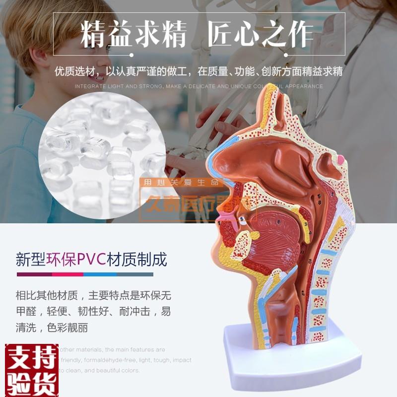 头部解剖b模型口腔医用血管神经模具鼻腔咽喉型鼻咽候医教