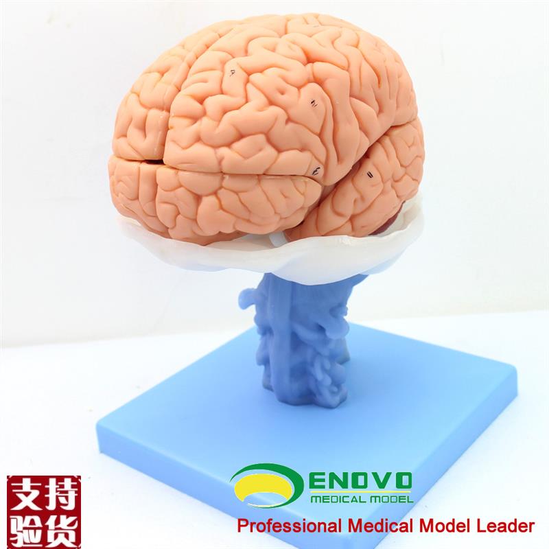 ENOVO医学人体大脑解剖模w型脑干脑室间脑小脑模型神经科系统模型