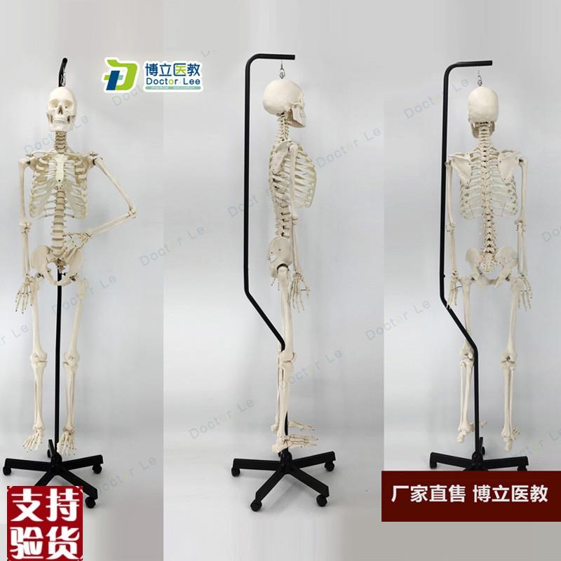 170cm人体i骨骼模型骨架人体模型成人小骷髅教学模型脊椎全身模型