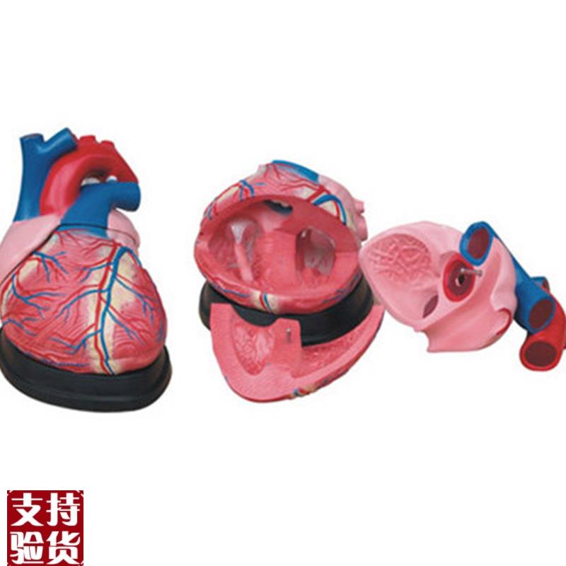 人体心脏解剖4倍放大模型医学训练L练习教学用标本模具