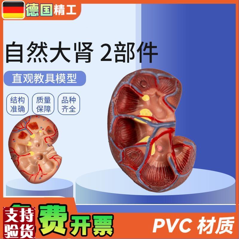 德国】自然大肾2部件肾脏w模型人体内脏模型健康肾自然大肾解剖