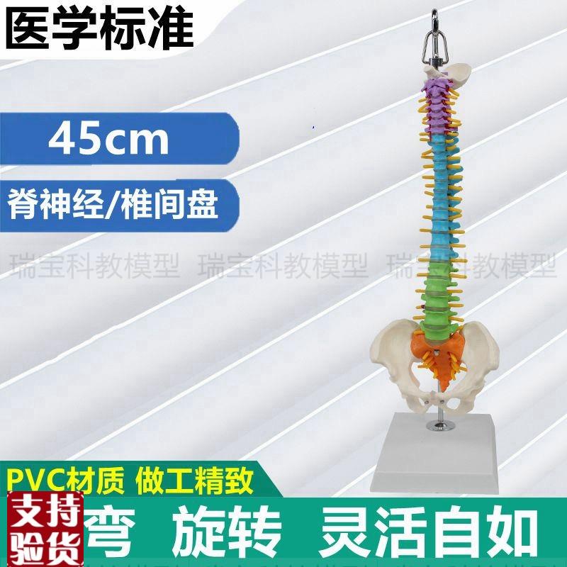 人体脊椎模型彩色脊柱颈r胸椎腰椎骨盆股骨头正骨医用弯曲旋转错