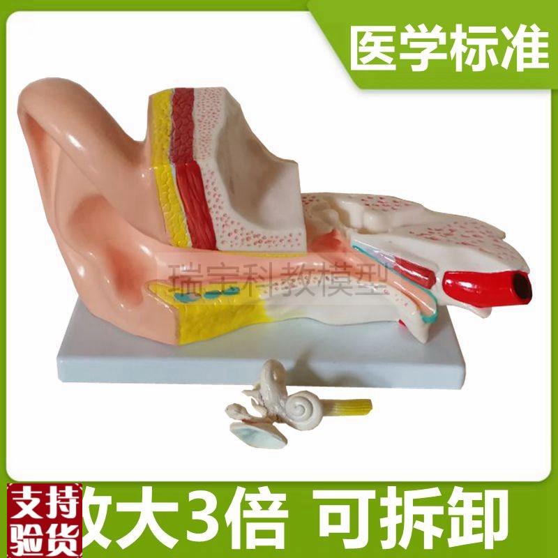 人体耳朵模型拆卸放大4倍内耳迷路采耳店用N小型鼓膜外耳医学教具