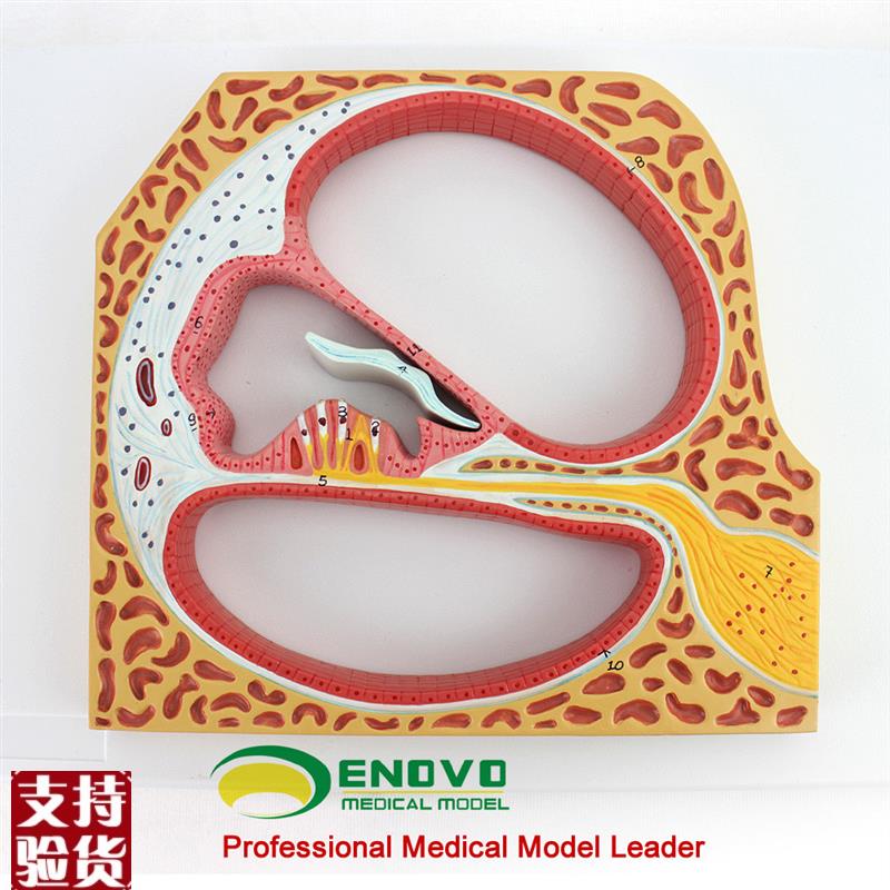 ENOVO正品人体螺旋器Corti器科蒂氏器官耳鼻喉U科耳朵模型医学用