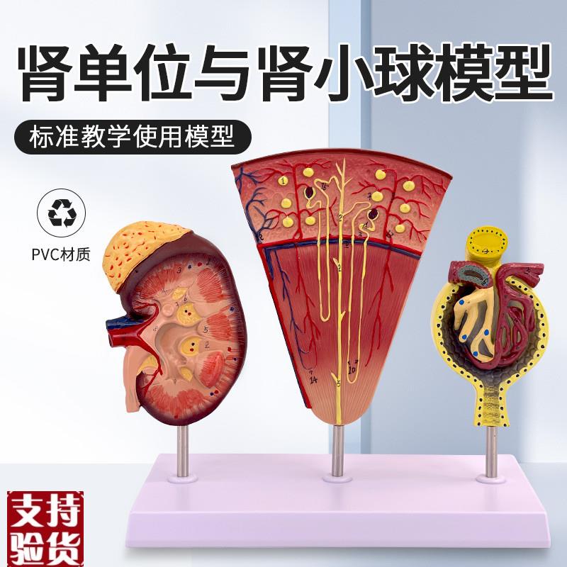 人体立体肾脏解剖k模型肾与肾单位肾小球泌尿系统医用泌尿科男科