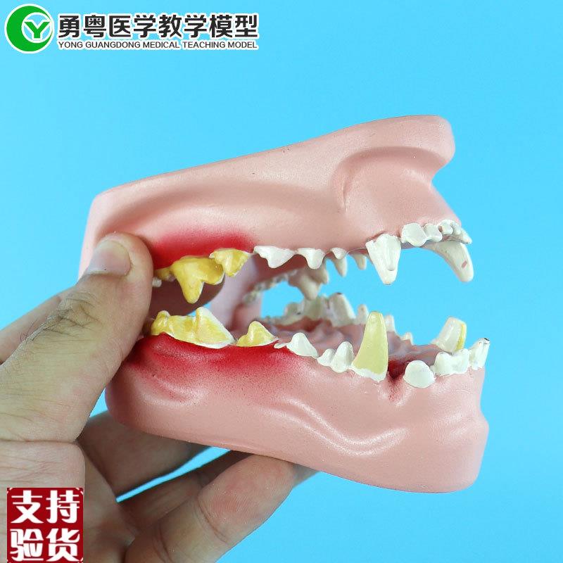 狗牙齿病d理模型犬口腔模型动物解剖教学演示模型
