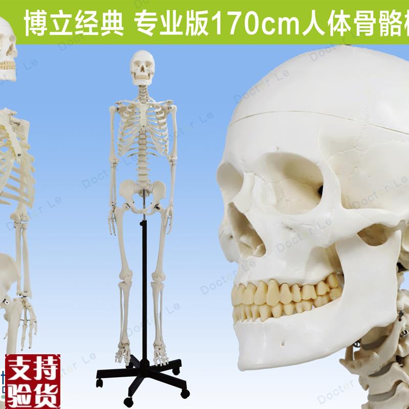 人体医用艺用骨架模型正骨u骨科脊椎肌肉脊柱骷髅可拆卸解剖骨骼
