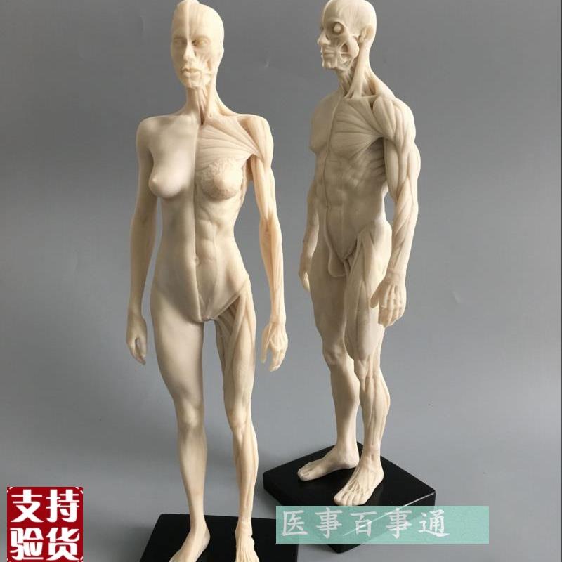 人体模型美术绘画医用教学骨骼肌肉解D剖结构白胚男女30cm雕塑骷