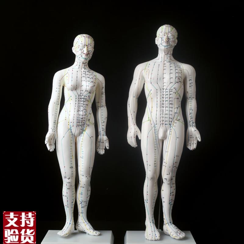 超清楚针灸人模人体模型人体穴位模型L男50cm女48CM