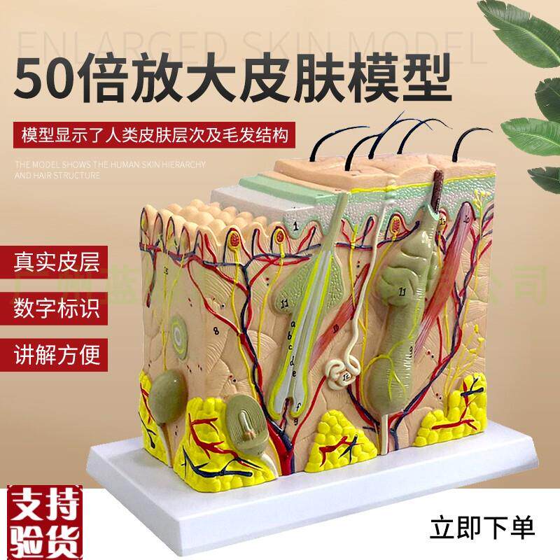 皮肤结构解剖模型j教学组织层次立体构造微整形缝合美容医学模具
