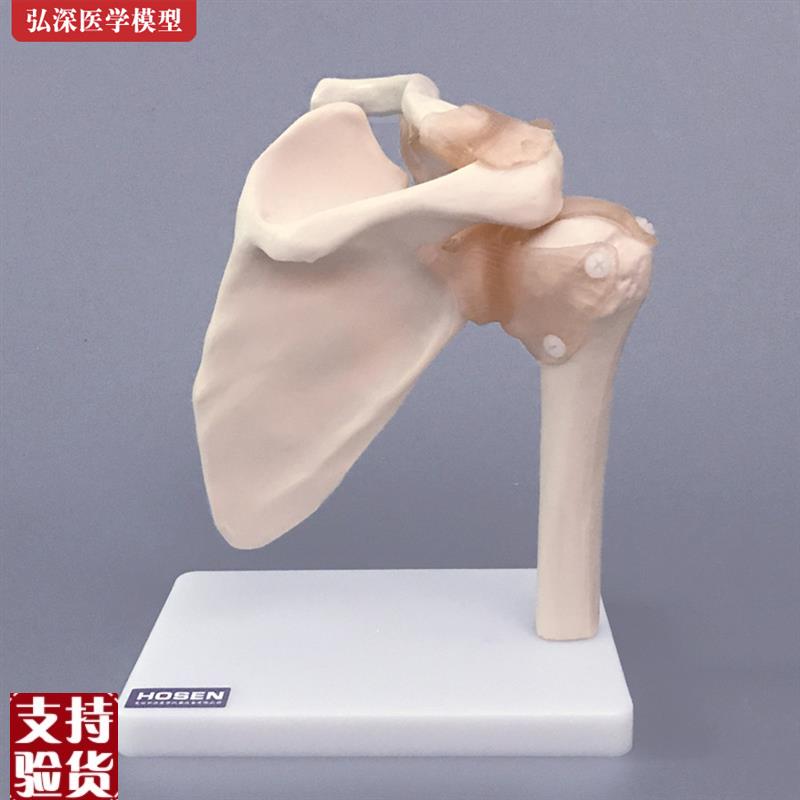 肩关节模型肩胛骨骼肩周附韧x带锁骨人体结构骨科教学立体医学模