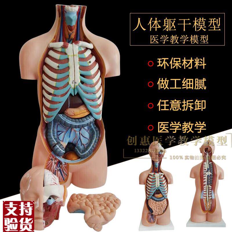 85CM豪华f型无性躯干模型人体身体内脏器官分布结构解剖模型20部