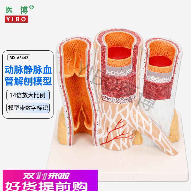 医博BIX-A3443动脉静脉血管解刨模型 人体血管解刨放大模型血管切